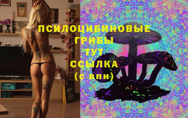 ссылка на мегу как зайти  Весьегонск  Псилоцибиновые грибы MAGIC MUSHROOMS  как найти закладки 